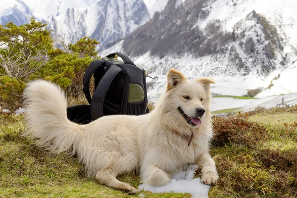 Pyrenean Mountain Dog,  snow background — Stock Photo, Image