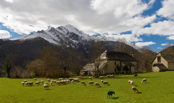 牧草地で羊、背景、ピレネー山脈で納屋の群れ — ストック写真