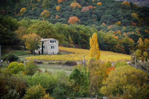 Winnice w francuski wsi, Drome, Clairette de Die — Zdjęcie stockowe