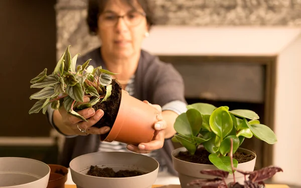 Casa jardinería reubicación de la planta de la casa —  Fotos de Stock