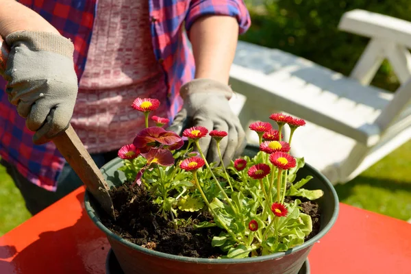 Mujer plantando flores en el jardín — Foto de Stock