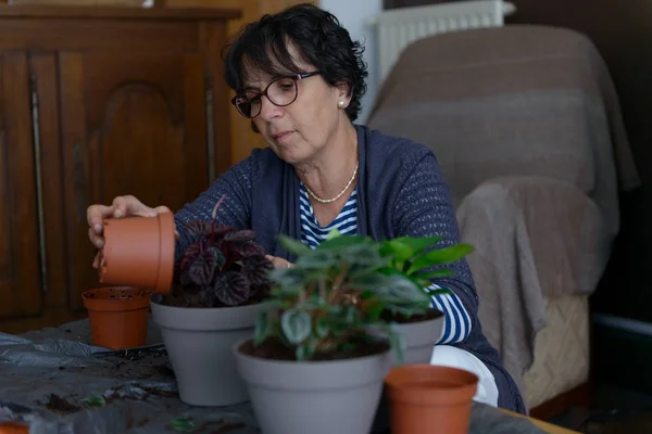 Casa jardinería reubicación de la planta de la casa —  Fotos de Stock