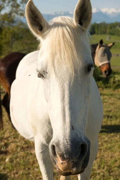 Retrato de un hermoso caballo blanco — Foto de Stock