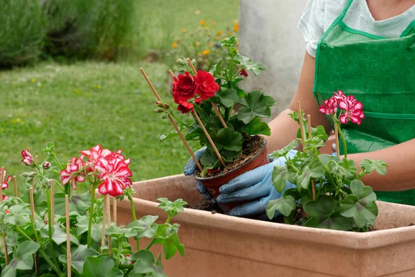 Woman potting geranium flowers — Stock Photo, Image