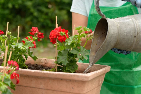 A las plantas les importa. Retrato de cerca de las manos del jardinero