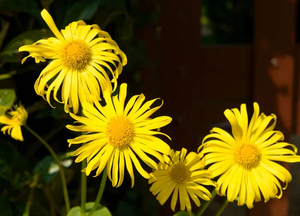 美しい黄色のヒナギク — ストック写真