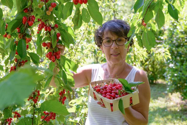 Женщина собирает красную вишню с дерева в летнем саду — стоковое фото