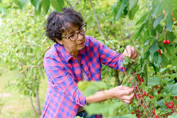 Mujer recogiendo cereza roja del árbol en el jardín de verano — Foto de Stock