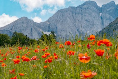 Alan poppies, dağ içinde belgili tanımlık geçmiş
