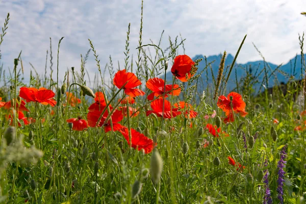 Alan poppies, dağ içinde belgili tanımlık geçmiş