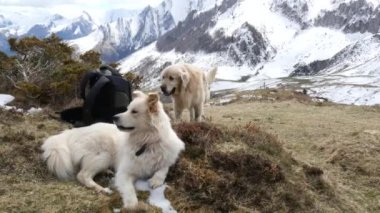 iki güzel Pyrenean dağ köpek