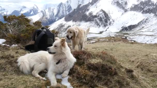 Iki güzel Pyrenean dağ köpek — Stok video