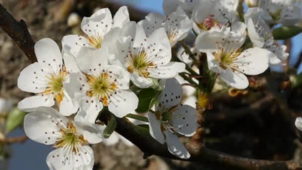 Весенний цветок груши — стоковое видео
