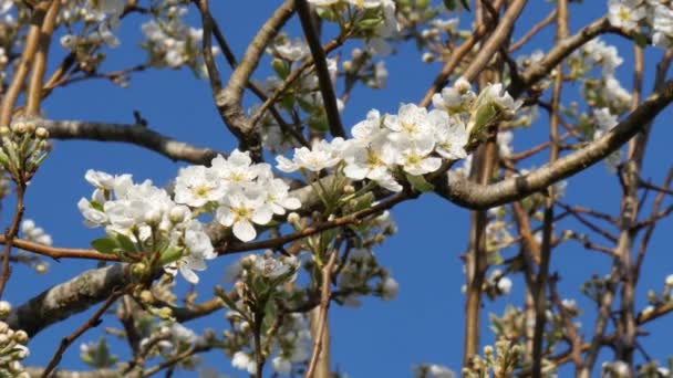 Ramo di un albero di pera fiorente con bei fiori — Video Stock
