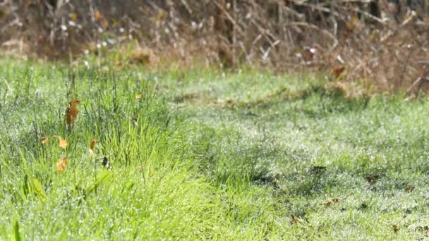 Gras mit Tautropfen auf dem Land — Stockvideo