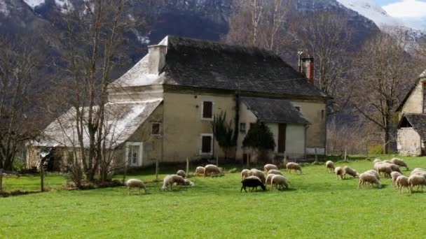 Kudde schapen in de weide, schuur op de achtergrond, Pyreneeën — Stockvideo