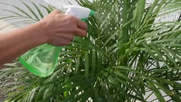 Plantas de aspersión con agua de cerca — Vídeos de Stock