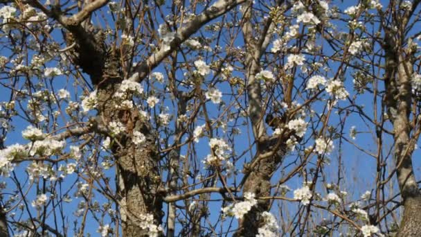 Ramo di un albero di pera fiorente con bei fiori — Video Stock