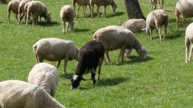 Çayır, Fransızca Pyrenees otlatma koyun sürüsü