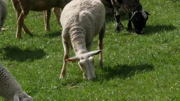 Çayır, Fransızca Pyrenees otlatma koyun sürüsü — Stok video