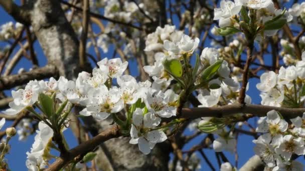 Spring blossom pear-tree — Stock Video