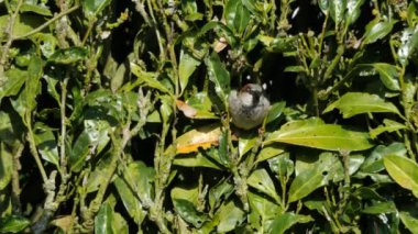 Ağaç bahar, serçe