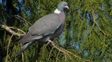 bir dalda tıraşlama güvercin 