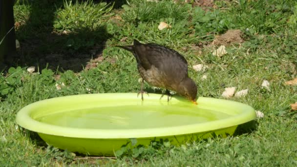 Blackbird em um banho de pássaro — Vídeo de Stock