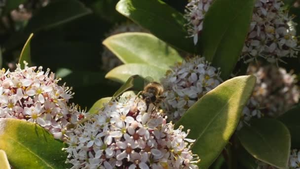 Bee op de witte bloem — Stockvideo