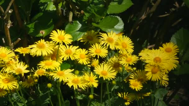 Flores amarelas no jardim — Vídeo de Stock