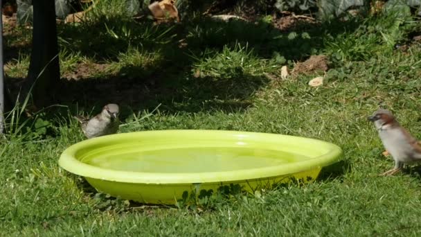 Gorrión de casa en un baño de aves — Vídeos de Stock