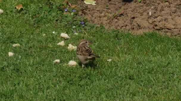 Blackbird jíst chléb v trávě — Stock video
