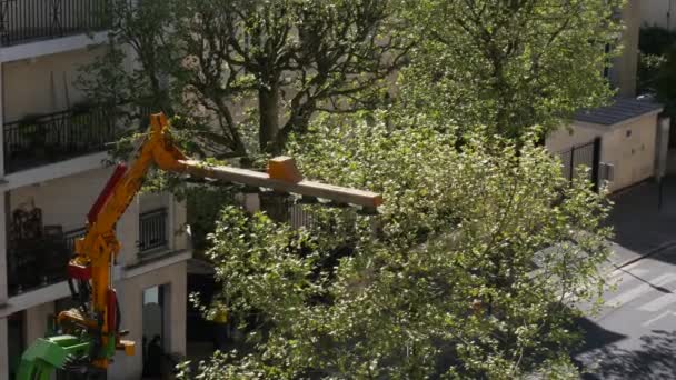 在街上修剪树木 — 图库视频影像