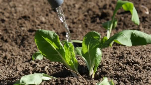 Drenken van bronskleurig plantages — Stockvideo