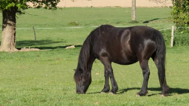 Cheval broutant l'herbe dans la prairie — Video