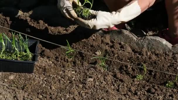 Vrouw planten uien in de tuin — Stockvideo