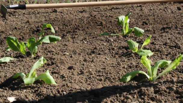 Bewässerung von Steinpilzplantagen — Stockvideo