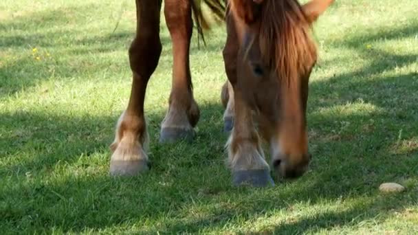 Cheval broutant l'herbe dans la prairie 