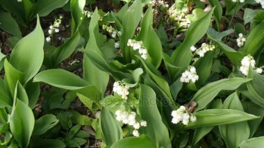 Pamukçuk ilk olabilir