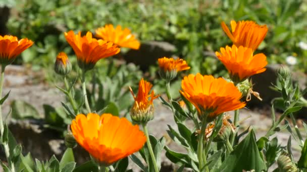 Viele Blumen calendula officinalis im Garten — Stockvideo