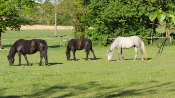 Лошади пасут траву на лугу — стоковое видео