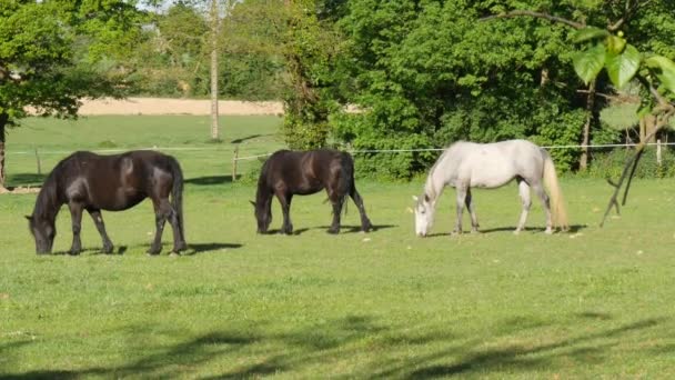 Chevaux broutant l'herbe dans la prairie 