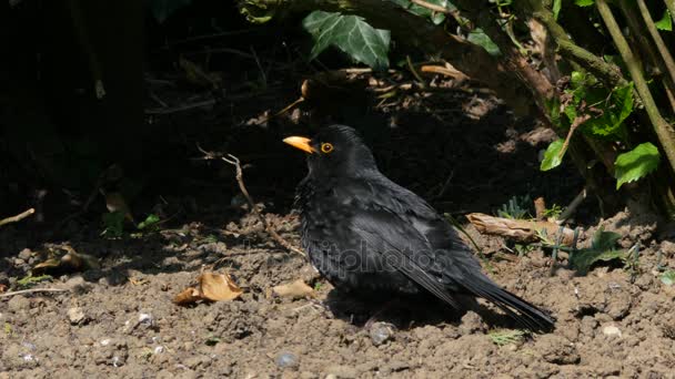 Чорний птах в саду — стокове відео