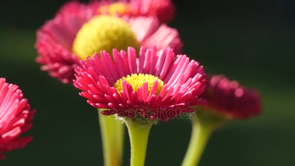 Red english daisy flowers, close up — Stock Video