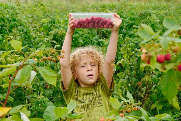 Blond jongetje frambozen plukken in de tuin — Stockfoto