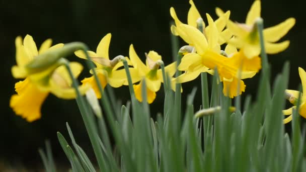 žluté narcisy kvetoucí na jaře