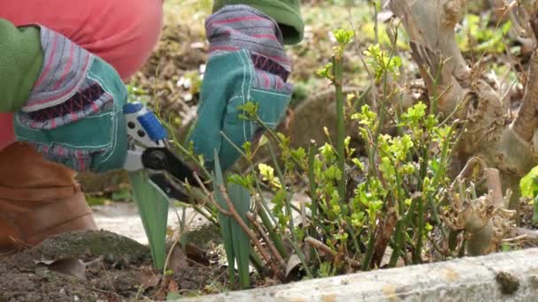 Donna taglia gli alberi di rosa in primavera — Video Stock