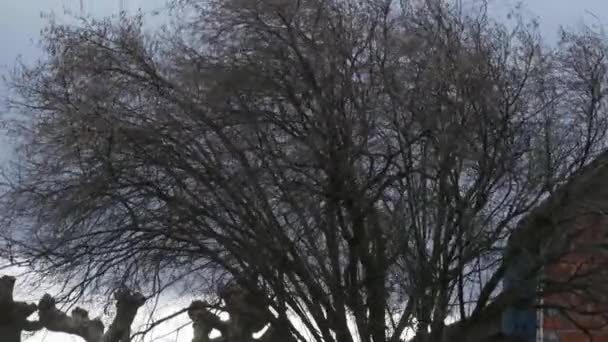 Viento en los árboles — Vídeo de stock