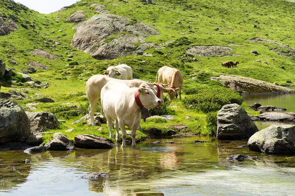 Vaches buvant dans un lac de montagne — Photo