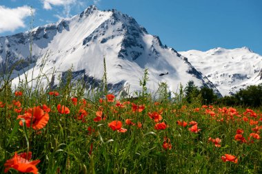 Haşhaş ile dağ içinde belgili tanımlık geçmiş alanı